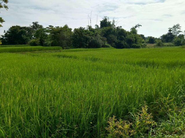 ที่ดินใกล้ทางหลวงริมโขงเชียงคาน 5 ไร่ 5 ล้าน บรรยากาสท้องทุ่งธรรมชาติสุดๆ