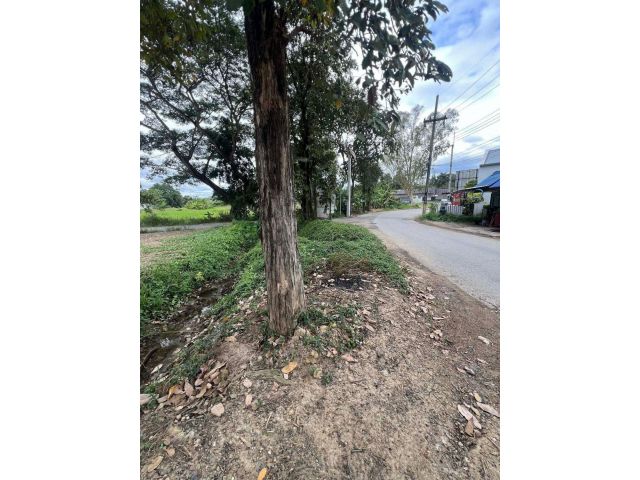 ขายที่ดินตำบลขุนคงหางดงห่างตลาดสด 5km ราคาถูก