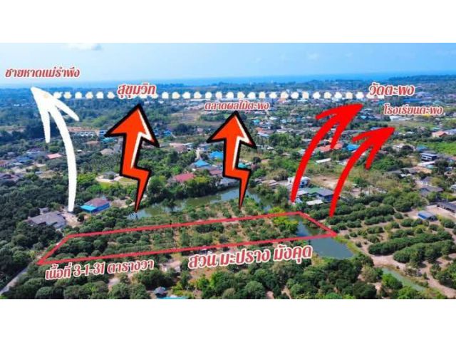 ขายที่ดินพร้อมสวนผลไม้หลังตลาดผลไม้ต.ตะพงจ.ระยองเนื้อที่3ไร่1งาน31ตรว.ขายราคาไร่ละ1.600.000ลบ.