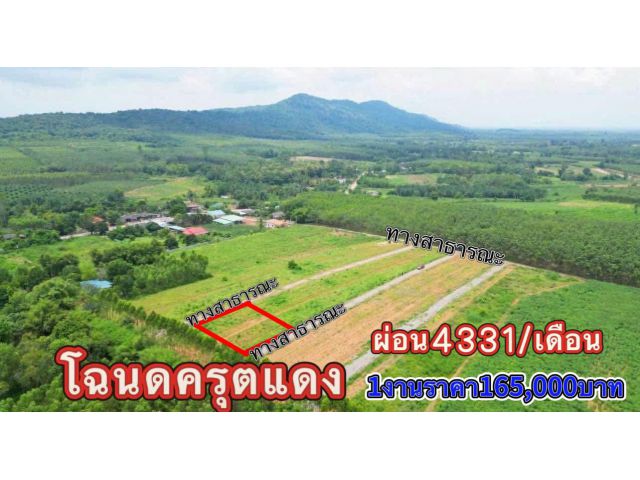 ขายที่ดิน1งานราคาเงินผ่อนและเงินสดบ้านคลองมะไฟ ต แก่งดินสอ อ นาดี จ ปราจีนบุรีมองเห็นวิวเขาใหญ่
