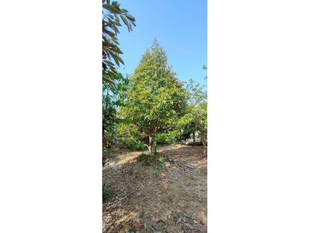 ขายกิจการห้องพักและสวนผลไม้ไทยฉ่ำๆ ชนแดน เพชรบูรณ์ 10 ไร่ ที่ดินมีสวนและกิจการเล็กๆ ชนแดน เพชรบูรณ์