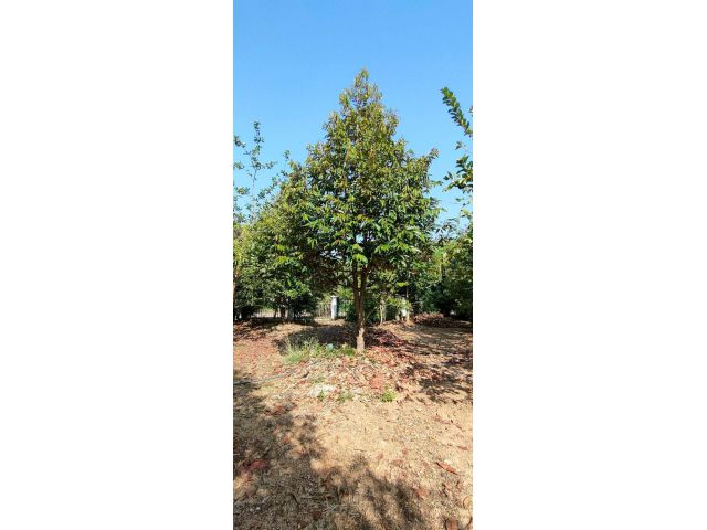 Beautiful plot of land for sale, suitable for continuing a small business or for other uses