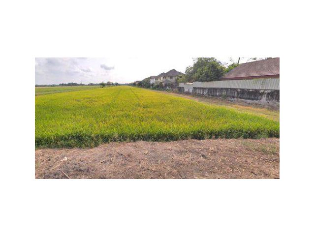 ขายที่ดิน 4 ไร่ คลองห้า ใกล้สนามกอล์ฟอัลไพน์ อ.คลองหลวง จ.ปทุมธานี
