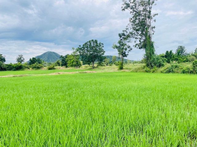 ขายที่ดิน 40 ไร่ ต.วังไคร้ อ.ท่ายาง จ.เพชรบุรี