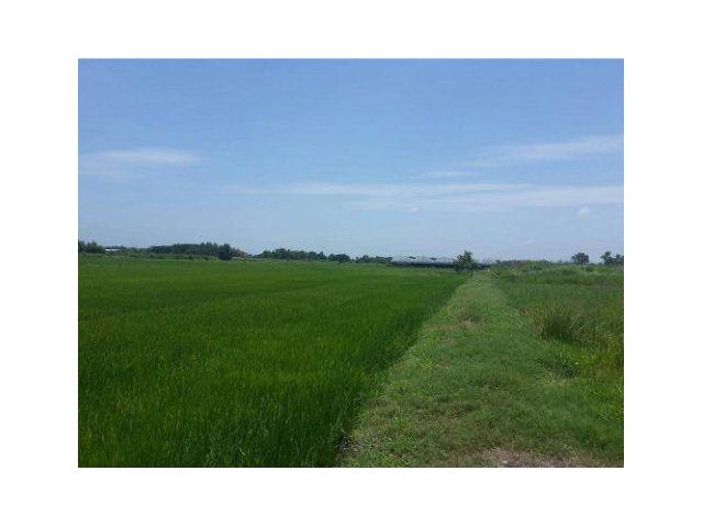 ขายที่ดิน 6 ไร่ ถนนเลียบวารี ซอย59 เขตหนองจอก กรุงเทพฯ