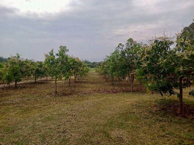 ขายที่ดิน สวนมะม่วง ลำพูน เนื้อที่ 16-0-34 ไร่ ต.เหล่ายาว อ.บ้านโฮ่ง จ.ลำพูน