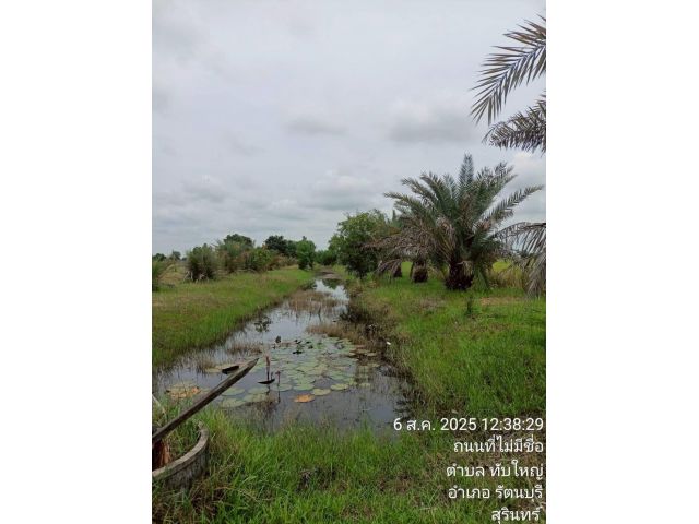 ขายที่ดิน 3 ไร่ รัตนบุรี หนองบัวทอง สุรินทร์