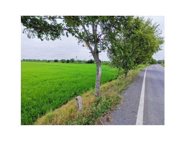 ขายที่ดิน 52 ไร่ ใกล้มหาวิทยาลัยชินวัตร ต.บางเตย อ.สามโคก จ.ปทุมธานี