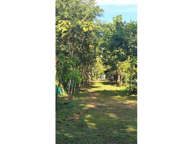 ขายที่ดินพร้อมบ้าน 3 ไร่