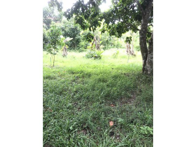 ขายที่ดินสวน1ไร่ นาตาขวัญ เมือง ระยอง