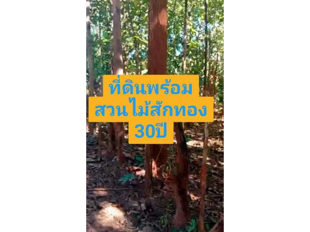 ขายที่ดิน 3 ไร่กว่า พร้อมสวนไม้สักทอง500ต้น อายุกว่า30ปี อ.เวียงแหง จ.เชียงใหม่