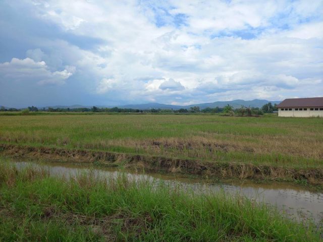 ขายที่ดิน 75 ไร่ บ้านสันคะยอม ต.ขี้เหล็ก อ.แม่ริม จ.เชียงใหม่