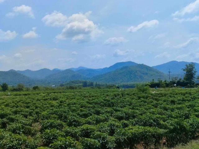 L226 ขายที่ดินสวยผ่อนได้ราคาถูก มองเห็นวิวภูเขาวิวแม่น้ำ บรรยากาศดีมาก ใกล้เขื่อนศรีนครินทร์ มีให้เลือกหลายแปลง