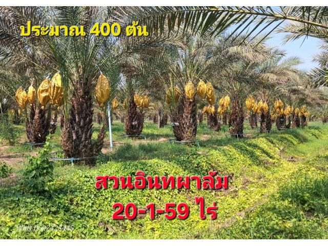 ขายสวนอินทผาลัมเนื้อที่ 20 ไร่ 1 งาน 59 ตารางวา มีอินทผาลัมที่ให้ผลผลิตประมาณ 400 ต้น บำรุงรักษาด้วยออแกนิคไม่ใช้สารเคมี
