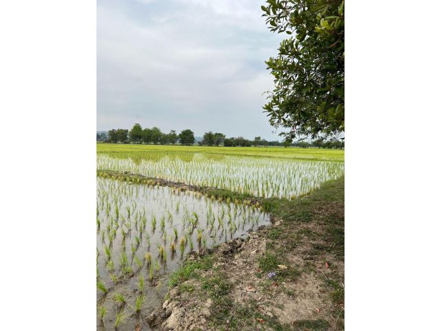 ขายที่ดิน 23 ไร่ บ้านป่าติ้ว ต.สันโป่ง อ.แม่ริม จ.เชียงใหม่