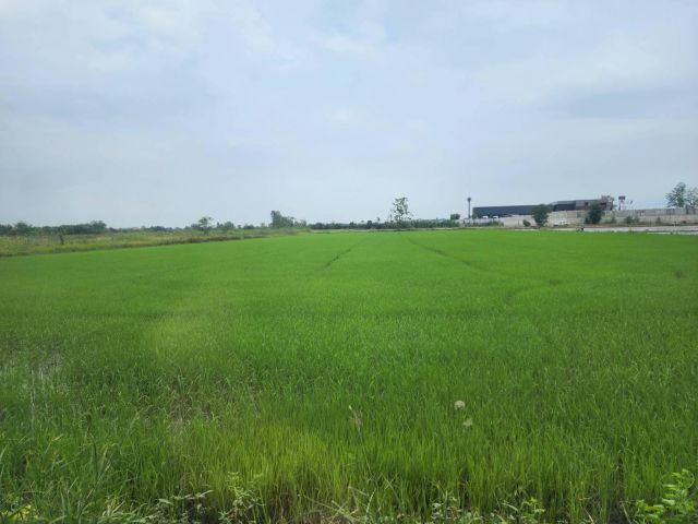 L437 ขายที่นา 3 ไร่ เมืองพิษณุโลก