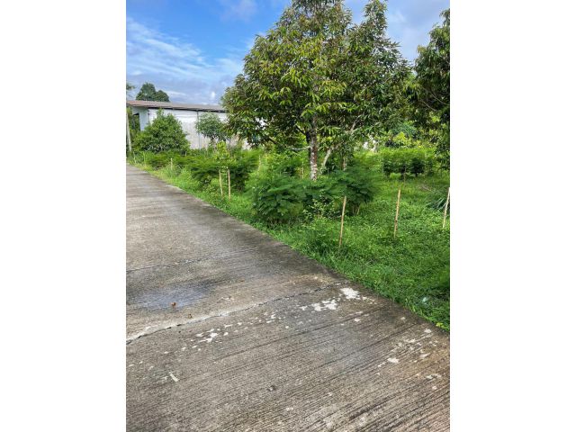 ขายที่ดิน 200 ตรว. ต.สาริกา อ.เมืองนครนายก จ.นครนายก
