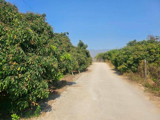 ขายที่ดิน เนื้อที่ 303 ตร.ว. พร้อมต้นลำไย 40 ต้น ติดป่าสงวนแห่งชาติป่าจอมทอง