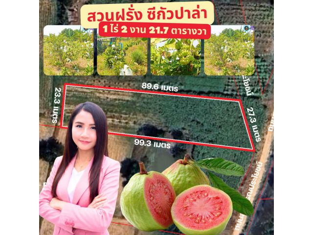 ขายสวนฝรั่งไส้แดง ซีกัวปาล่า บ้านเขว้า ชัยภูมิ พร้อมเก็บเกี่ยว ที่ดินเกษตร 550000 บาท