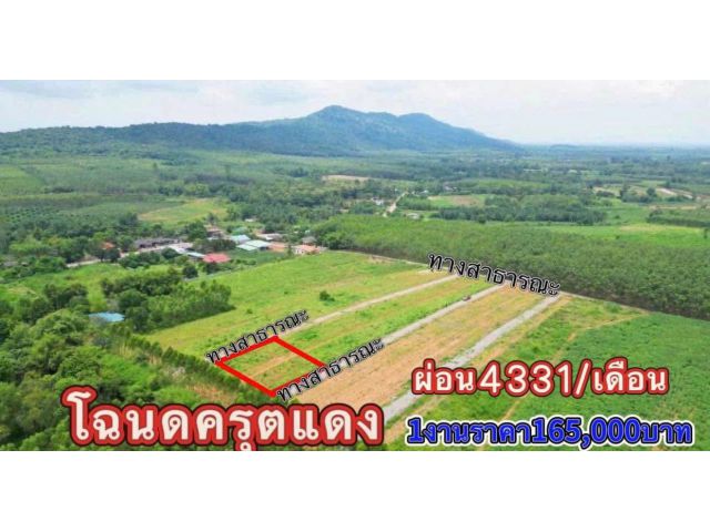 ขายที่ดิน1งานราคา165,000บาทเงินสดได้/เงินผ่อนได้ ต แก่งดินสอ อ นาดี จ ปราจีนบุรี