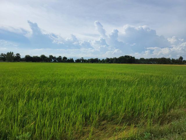 L575 ขายที่นา 31 ไร่ หน้ากว้าง 101 เมตร ราชสาส์น ฉะเชิงเทรา