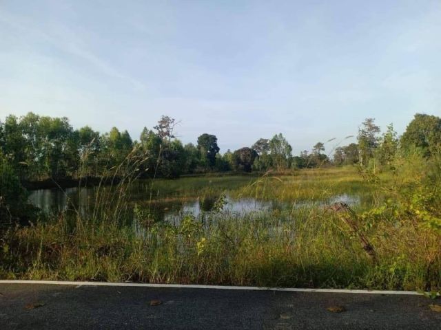 L592 ขายที่นา 10 ไร่ เมืองอำนาจเจริญ
