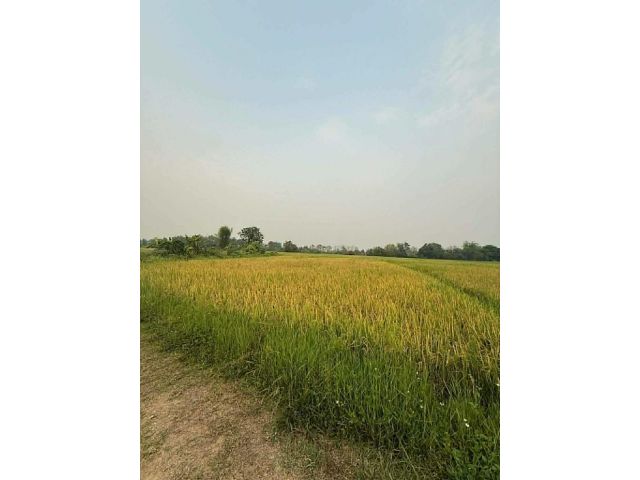 ขายที่ดิน ทุ่งนา เชียงใหม่