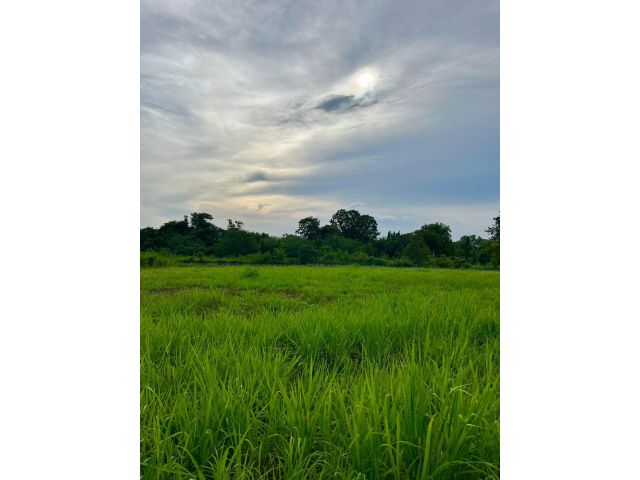 ขายที่ดินโฉนดเขาใหญ่ ใกล้ถนนมิตรภาพและถนนหลวงหมายเลข 1016 เนื้อที่ประมาณ 2 ไร่ ต.พญาเย็น อ.ปากช่อง จ.นครราชสีมา