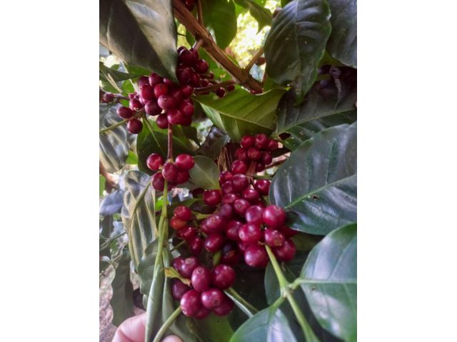 L663-ขายสวนกาแฟอาราบิก้า 750 ไร่ ต.เทพเสด็จ อ.ดอยสะเก็ด จ.เชียงใหม่