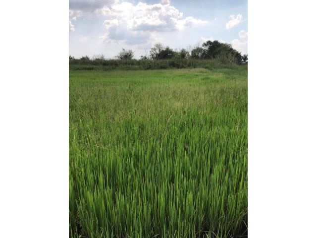 L648 ขายที่ดิน 4 ไร่ เมืองนครราชสีมา