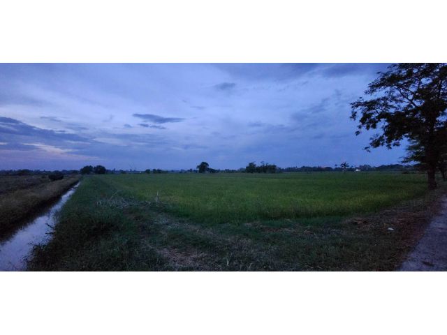 L666 ขายที่นา 16 ไร่ หน้ากว้าง 134 เมตร หนองโดน สระบุรี