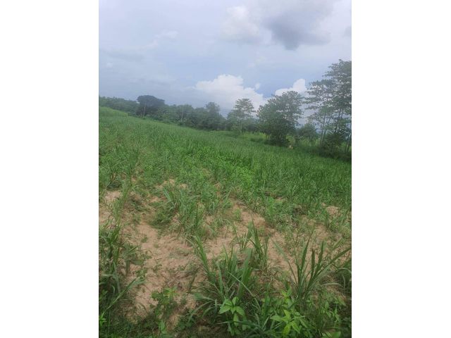 L702 ขายที่ดิน 7 ไร่ ปากท่อ ราชบุรี