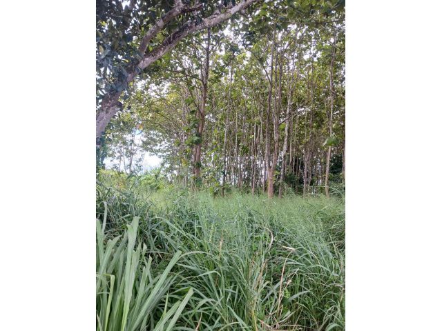 ที่สวนภูเรือ โฉนด 2 ไร่ 2 งาน 760000 เหมาะกับทำสวนบ้านสวนมีเพื่อนบ้าน น่าอยุ่มาก