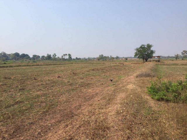 L734 ที่ดินแบ่งขาย 16 ไร่ บัวใหญ่ นครราชสีมา