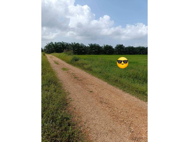 ขายที่ดินนา 20 ไร่