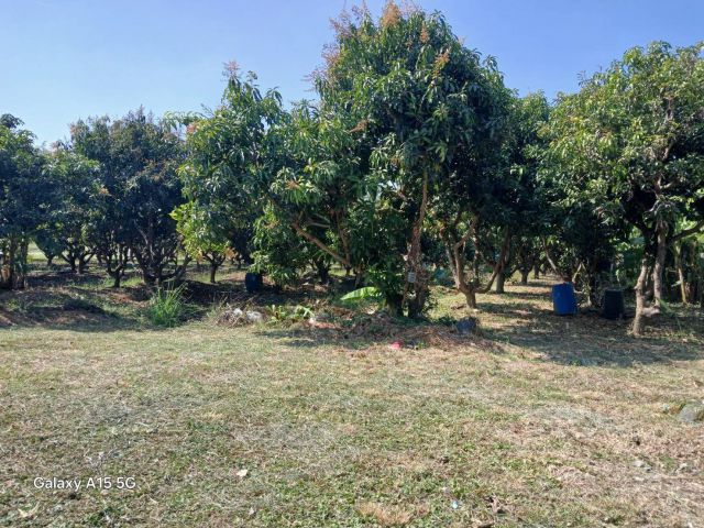 ขายถูก!!!!ที่ดิน 3 ไร่ 98 ตร.ว พร้อมบ้านสวน ต.ศรีประจันต์ อ.ศรีประจันต์ จ.สุพรรณบุรี