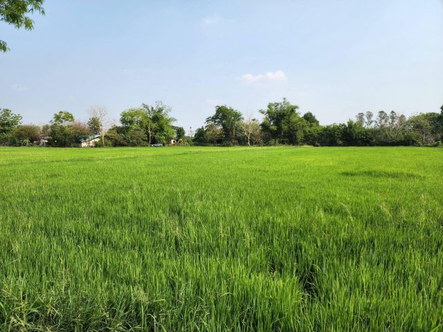 L869 ขายที่นา 10 ไร่ หน้ากว้าง 126 เมตร เมืองสระบุรี