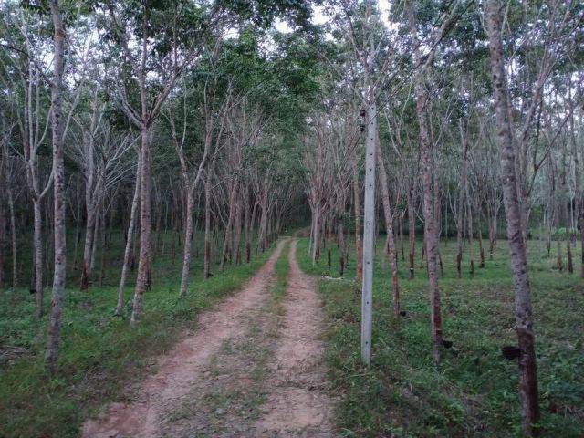 ขายที่ดิน 70 ไร่ ติดถนนลองตาคง-นาจอก อ.โป่งน้ำร้อน จ.จันทบุรี