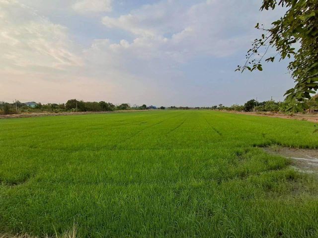 ขายที่ดินโฉนด มี 3 แปลง สวยมากเหมาะลงทุน