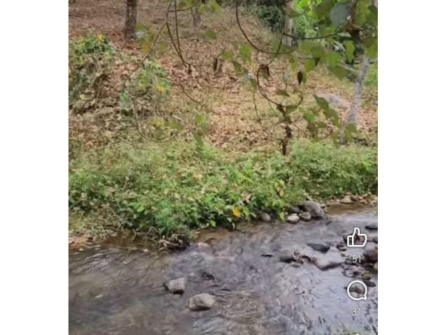 ขายที่ดินบ้านปางจำปีห้วยแก้วแม่ออนติดลำธารน้ำราคาถูก
