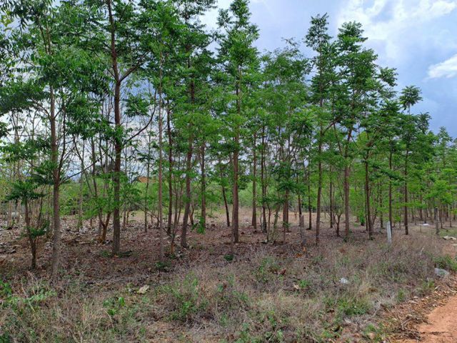 ขายที่ นส.3 ก จำนวน 7 แปลง เนื้อที่ รวม  2 – 3 – 91 ไร่ ม.8 บ.ห้วยน้ำใส ปากแพรก