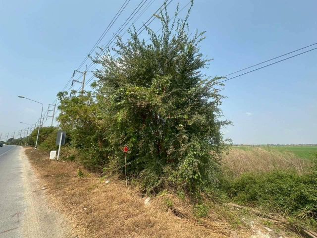 ขายที่ดินติดถนนใหญ่ ถนนป่าโมก-สุพรรณบุรี (ทางหลวงแผ่นดินหมายเลข 33) ห่างป่าโมก 5 กม. ผักไห่ 9 กม. ห่างอ่างทอง 15 กม.