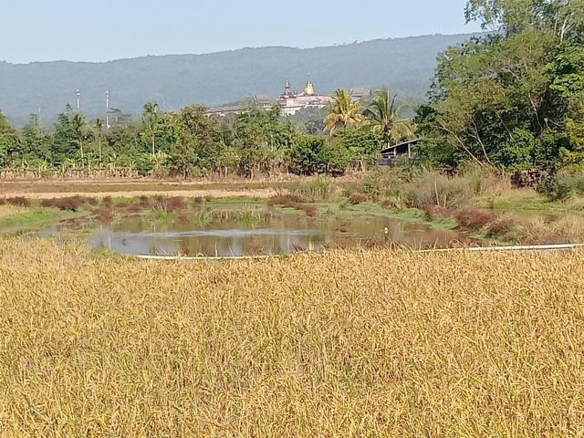 ที่ดินนาข้าว วิวเขาภุเรือ ที่ดินสำหรับคนรักธรรมชาติโฉนด 3 ไร่ 3 งานมีเหล่งน้ำ เขตเทศบาลมีไฟฟ้าประปา