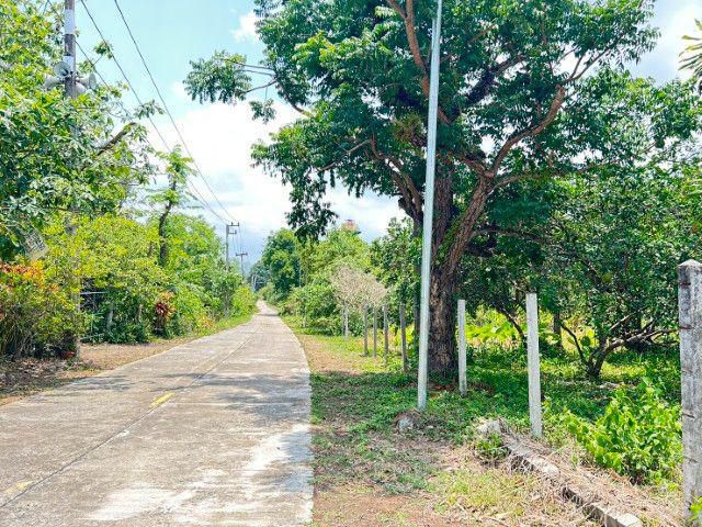 ที่ดิน ในย่าน ชะอม ตำกว่า 500,000 บาท