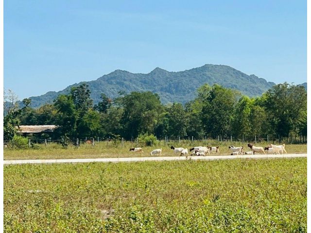 ที่ดินวิวเขาสวยมาก ใกล้ทะเล ถมแล้ว น้ำไฟพร้อม