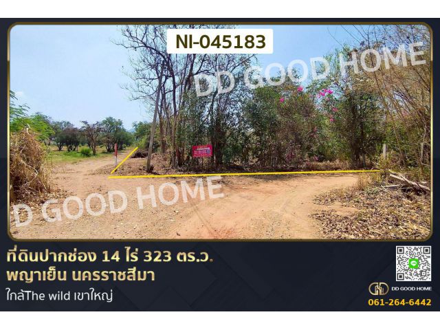 ที่ดินปากช่อง 14 ไร่ 323 ตร.ว. พญาเย็น นครราชสีมา ใกล้The wild เขาใหญ่ NI-045183