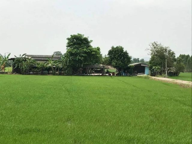 L1087 ขายที่นา 21 ไร่ หน้ากว้าง 92 เมตร โพธาราม ราชบุรี