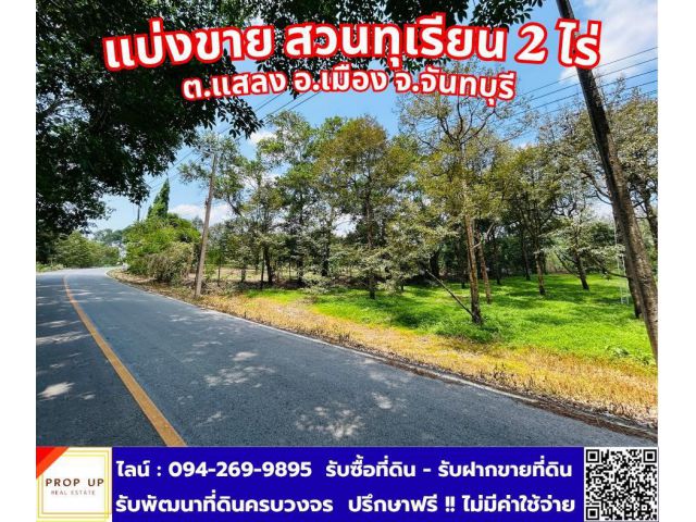แบ่งขายสวนทุเรียนเกรดพรีเมียม 2 ไร่ (ติดถนนลาดยาง เดินทางสะดวก) ไม่ต้องเสียเวลาปลูกเป็น 10 ปี