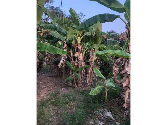 L1103 ขายที่ดิน 292 ตรว บ้านบึง ชลบุรี