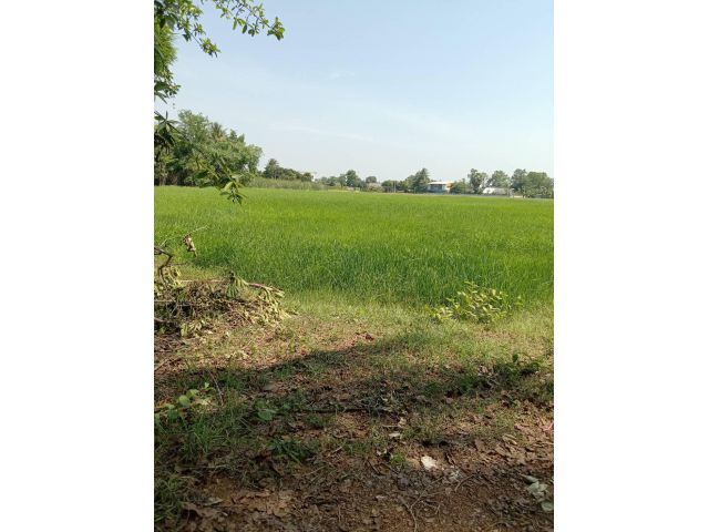 L1128 ขายที่นา 13 ไร่ บ้านโป่ง ราชบุรี
